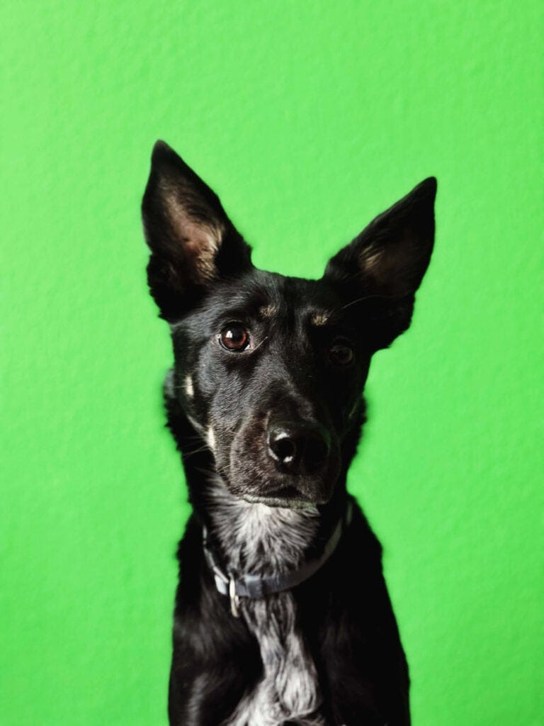 Hund Mischa