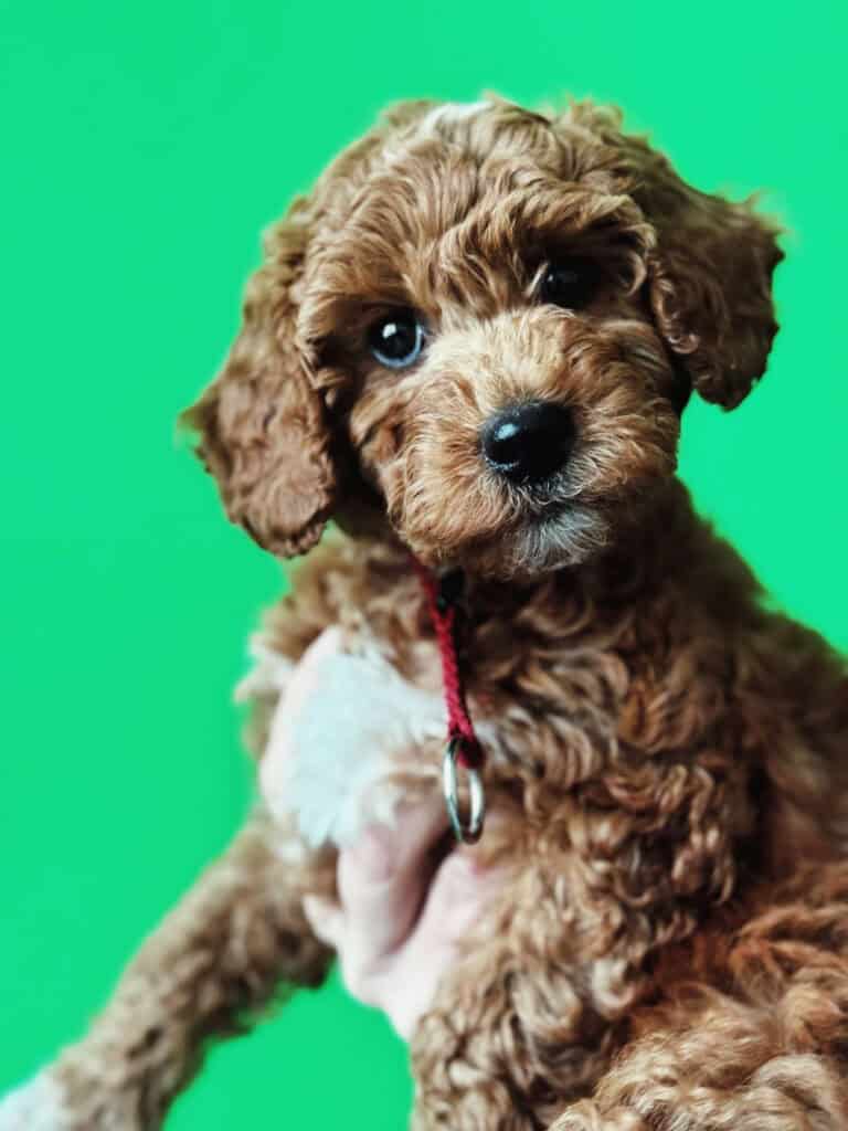 Hund Laika